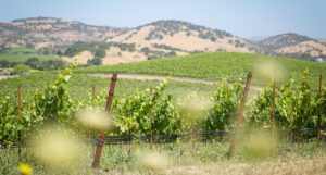 Discover Calistoga's Chic New Luxury Resort & New Hotspots in Napa Valley