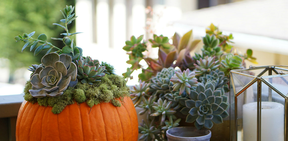 DIY Home Decor Tutorial - How To Make a Pumpkin Succulent Centerpiece