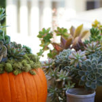 DIY Home Decor Tutorial - How To Make a Pumpkin Succulent Centerpiece