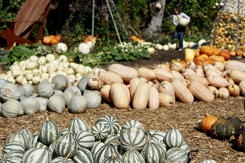 DIY Pumpkin Flower Centerpiece Tutorial