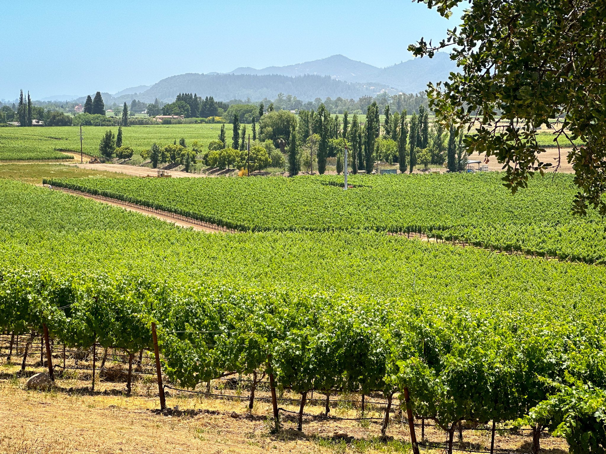 The 2025 INFINITI QX80 Debuts Luxurious Styling & Advanced Technology at The INFINITI QX80 Drive Experience in Napa Valley