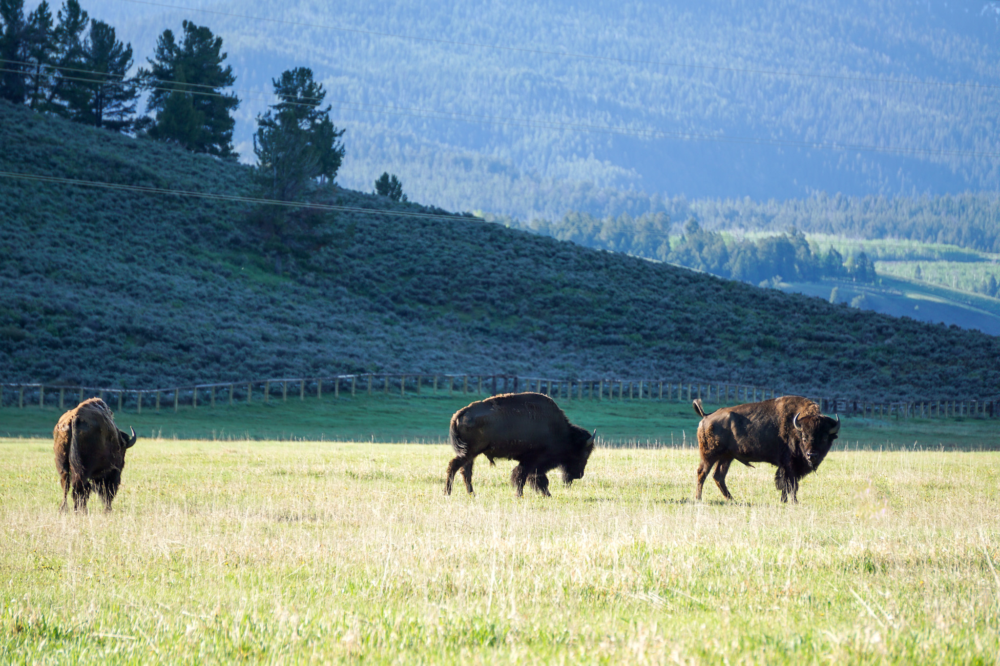 Jackson Hole Wyoming Travel Guide - The Ultimate Outdoor Adventure in the Old Wild West