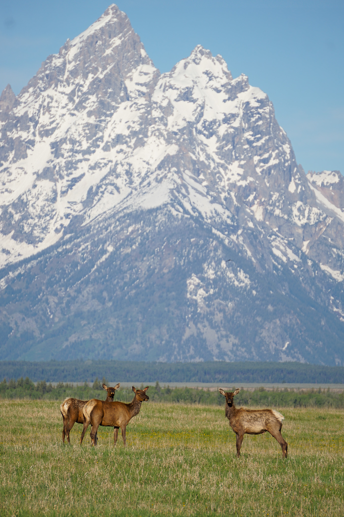 Jackson Hole Wyoming Travel Guide - The Ultimate Outdoor Adventure in the Old Wild West
