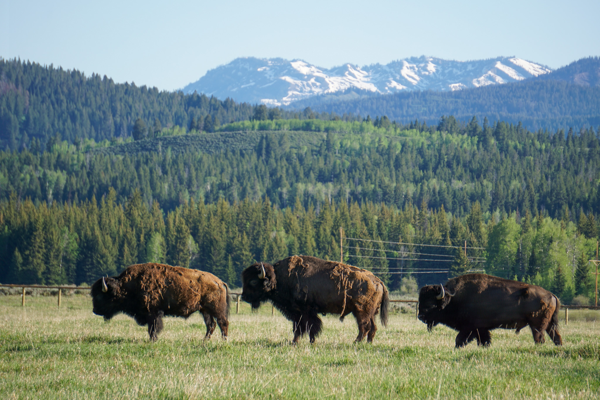Jackson Hole Wyoming Travel Guide - The Ultimate Outdoor Adventure in the Old Wild West
