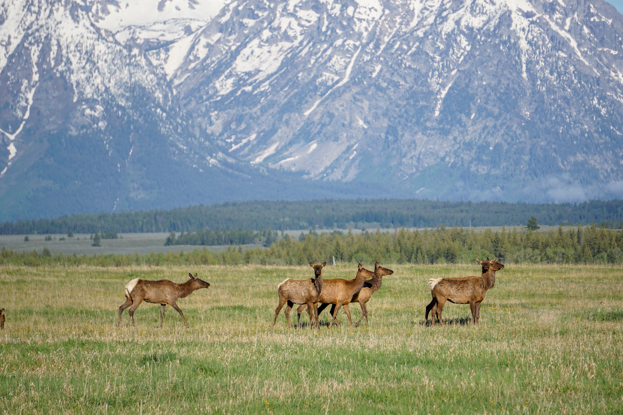 Jackson Hole Wyoming Travel Guide - The Ultimate Outdoor Adventure in the Old Wild West