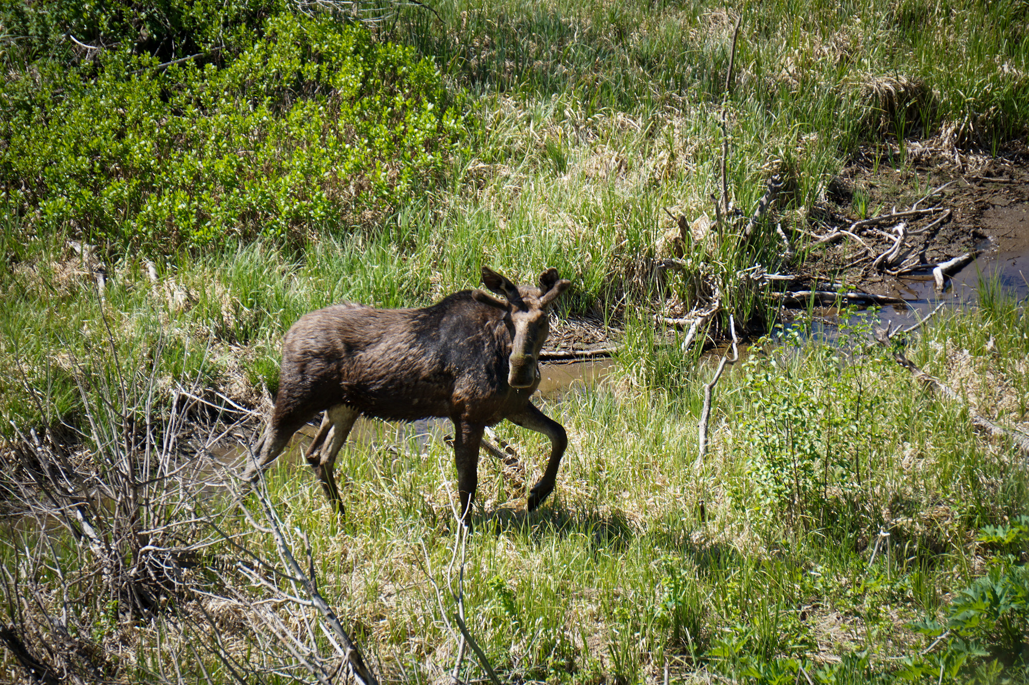 Jackson Hole Wyoming Travel Guide - The Ultimate Outdoor Adventure in the Old Wild West