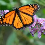 The Art of Living Your Best Life: Inspiring Ideas from a WSJ Best-Selling Author & Motivational Speaker The Art of Living Your Best Life Inspiring Ideas from a WSJ Best-Selling Author & TED Speaker