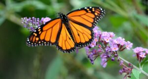 The Art of Living Your Best Life Inspiring Ideas from a WSJ Best-Selling Author & TED Speaker