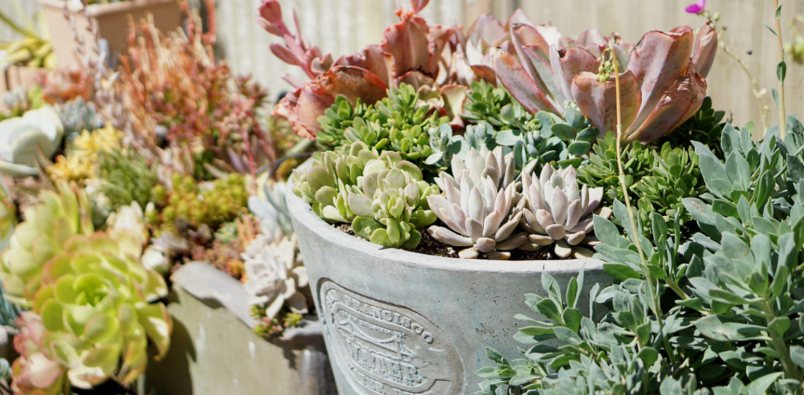 The Green Thumb's Guide to Gardening: How To Care for Succulents at Home