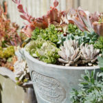The Green Thumb's Guide to Gardening: How To Care for Succulents at Home The Green Thumb's Guide to Gardening: How To Care for Succulents at Home