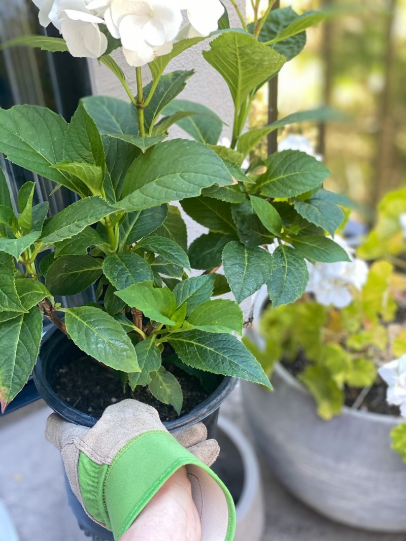 The Mindful Gardener - How To Turn Gardening into a Meditation