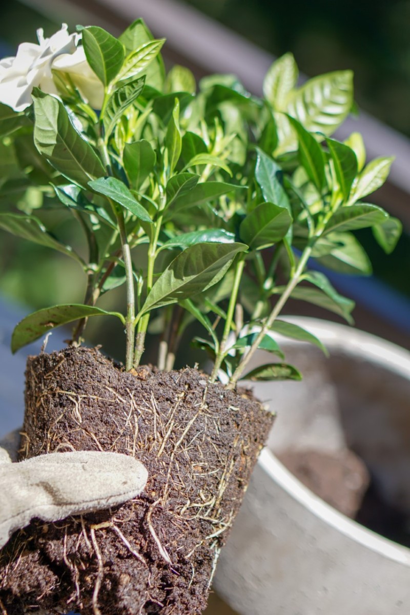 The Mindful Gardener - How To Turn Gardening into a Meditation